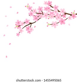 Cherry blossoms, spring flower vector illustration on white background ,Japanese sakura flowers