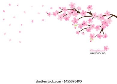 Cherry blossoms, spring flower vector illustration on white background ,Japanese sakura flowers