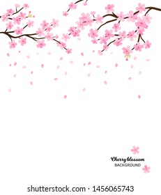 Cherry blossoms, spring flower vector illustration on white background, Japanese sakura flowers