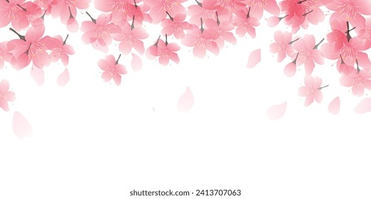 Cherry Blossoms Spring Petals Background