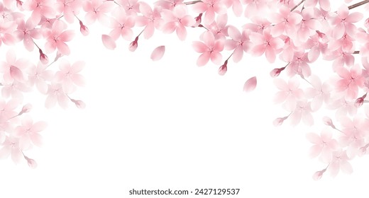 Cherry Blossoms Spring Petals Background