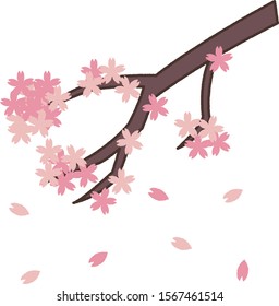 cherry blossoms spring vector illustration
