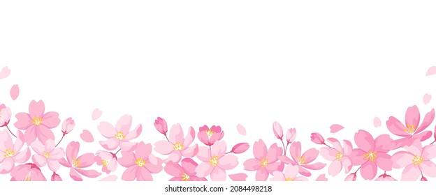 Cherry Blossoms Square Frame, White Background