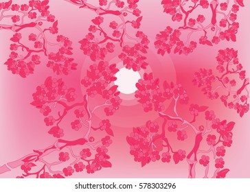cherry blossoms at sunset