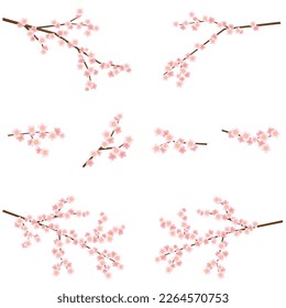 Cherry blossoms, a symbol of spring, are in full bloom and scatter.
