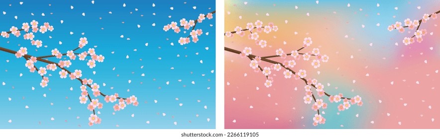 Cherry blossoms, a symbol of spring, are in full bloom and scatter.