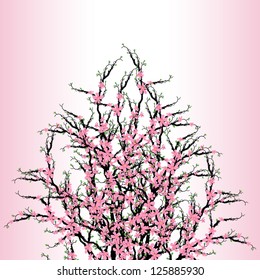 Cherry blossoms tree closeup on pink background