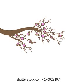 Cherry Blossoms Tree isolated on white background