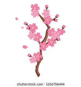Cherry blossoms vector design, beautiful Cherry blossoms isolated on white background