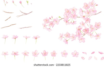 Cherry blossoms vector illustration set