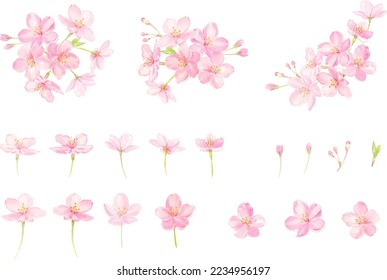 Cherry blossoms vector illustration set