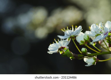 cherry blossoms vector realistic background