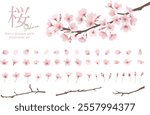 Cherry blossoms, watercolor style, vector illustration, part set（translation：”SAKURA””Cherry blossoms”）