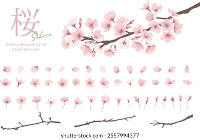 Cherry blossoms, watercolor style, vector illustration, part set（translation：”SAKURA””Cherry blossoms”）