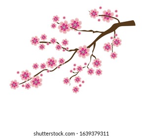 Cherry Blossoms in White Background