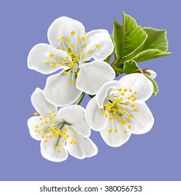 Cherry blossoms. White flowers.  Vector illustration. Isolated.