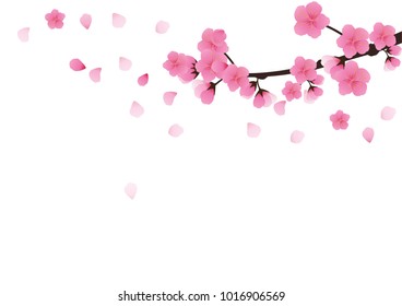 Cherry blossom,Sakura pink flowers  background.