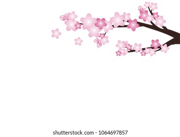 Cherry blossom,Sakura pink flowers  background.