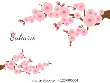 Cherry blossom,Sakura pink flowers  background.