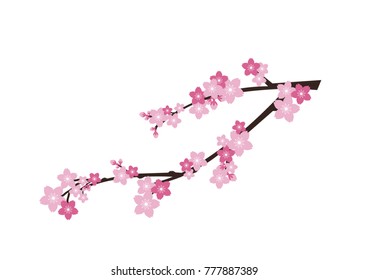 Cherry blossom,Sakura pink flowers  background.