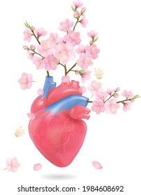 Cherry blossoms.Anatomical Heart with flowers  .illustration vector