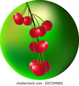 cherry branch with berries