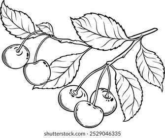 Cherry Branch with Berries Outline Illustration