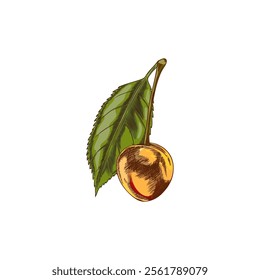 Cherry branch with berry and leaf color sketch. Hand drawn fresh ripe yellow fruit. Summer garden food plant, juicy organic dessert, farm harvest. Vector floral illustration isolated