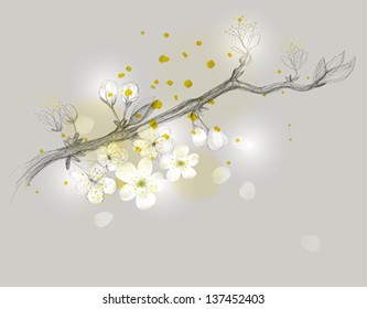 Cherry branch is in bloom / Delicate floral drawing