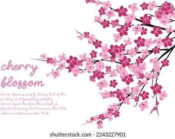cherry branch with blooming flowers vector illustration