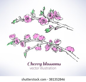 Cherry branch in blossom. Isolated on white.