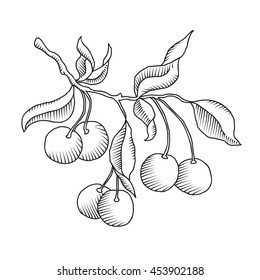 Cherry branch with cherries and leaves