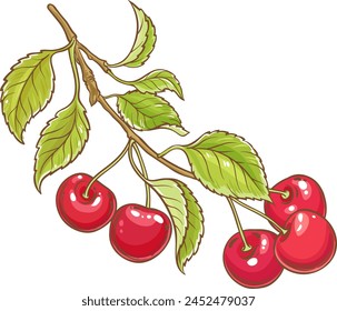 Cherry Branch Colored Detailed Illustration.