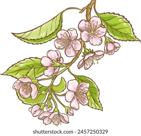 Cherry Branch Colored Detailed Illustration