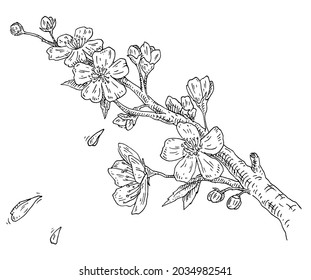 Cherry branch with flowers and bud. Sakura vector blossom isolated on white background. Vintage engraving black monochrome illustration. Hand drawn design ink petals falling.