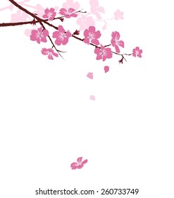 Cherry branch with flowers isolated on white background