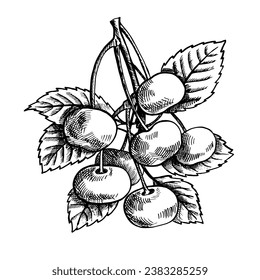 Cherry branch with fruits, hand drawn black and white graphic vector illustration. Isolated on a white background. Design element for packaging, printed products. For banner, menu, textile and poster