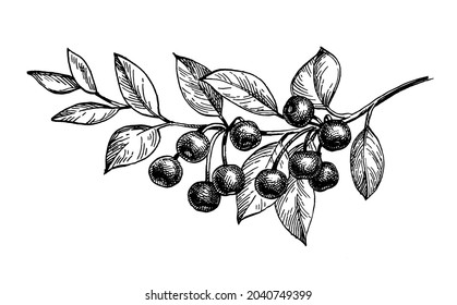 Cherry branch with fruits. Ink sketch isolated on white background. Hand drawn vector illustration. Vintage style stroke drawing.