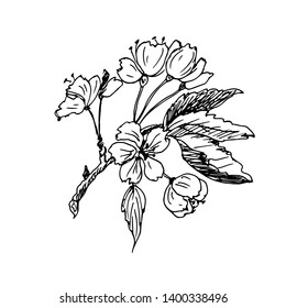 Cherry branch. Hand drawn. Vector illustration.