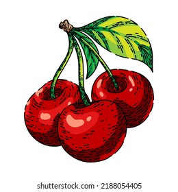 cherry branch hand drawn vector. fruit sour leaf, red ripe bean, berry bunch cherry branch sketch. isolated color illustration