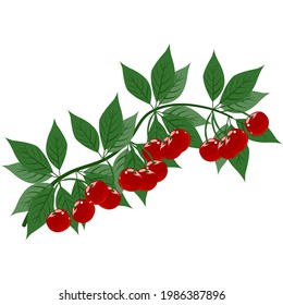 Cherry branch with leaves and ripe bright berries, vector illustration