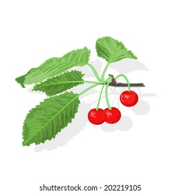 Cherry branch with leaves  vector illustration 