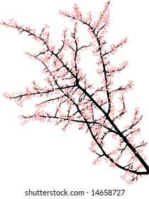 cherry branch with pink flowers