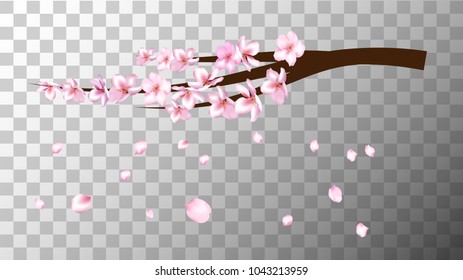 Cherry Branch Realistic Vector Illustration. Blooming Sakura Apricot, Peach, Apple Twig Petals Falling Isolated on Transparent. Realistic Vector Cherry Branch, Showering Petals, Wedding Decoration.