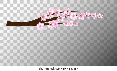 Cherry Branch Realistic Vector Illustration. Spring Design with Sakura, Apricot, Apple, Peach Blossoms and Falling Down Petals.