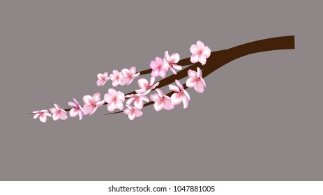 Cherry Branch Realistic Vector Illustration. Blooming Sakura, Apricot, Peach, Apple Twig Blossoms Petals Falling Down Isolated. Realistic Vector Cherry Branch, Showering Petals, Wedding Decoration.
