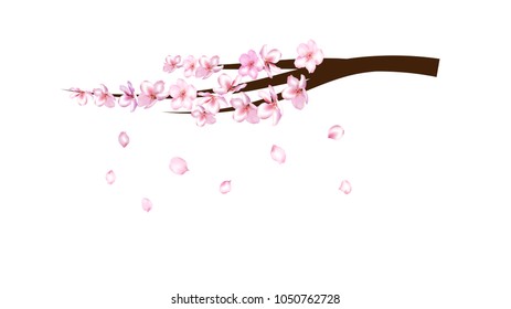 Cherry Branch Realistic Vector Illustration. Spring Design with Apple, Peach, Sakura, Apricot Blossoms and Petals Falling Down. Magic Love Spring Background, Nice Showering Petals, Wedding Decoration.