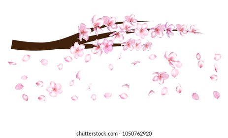 Cherry Branch Realistic Vector Illustration. Blooming Apple, Sakura, Apricot, Peach Twig Blossoms Petals Falling Down Isolated. Realistic Blossom Cherry Branch, Showering Petals, Wedding Decoration.