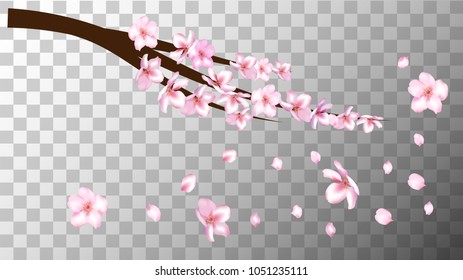 Cherry Branch Realistic Vector Illustration. Blooming Sakura Apricot, Peach, Apple Twig Petals Falling Isolated on Transparent. Realistic Vector Cherry Branch, Showering Petals, Wedding Decoration.