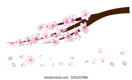 Cherry Branch Realistic Vector Illustration. Spring Design with Sakura, Apricot, Apple, Peach Blossoms and Falling Down Petals. Realistic Vector Cherry Branch, Showering Petals, Wedding Decoration.